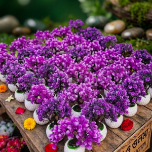 Paradise Bonsai